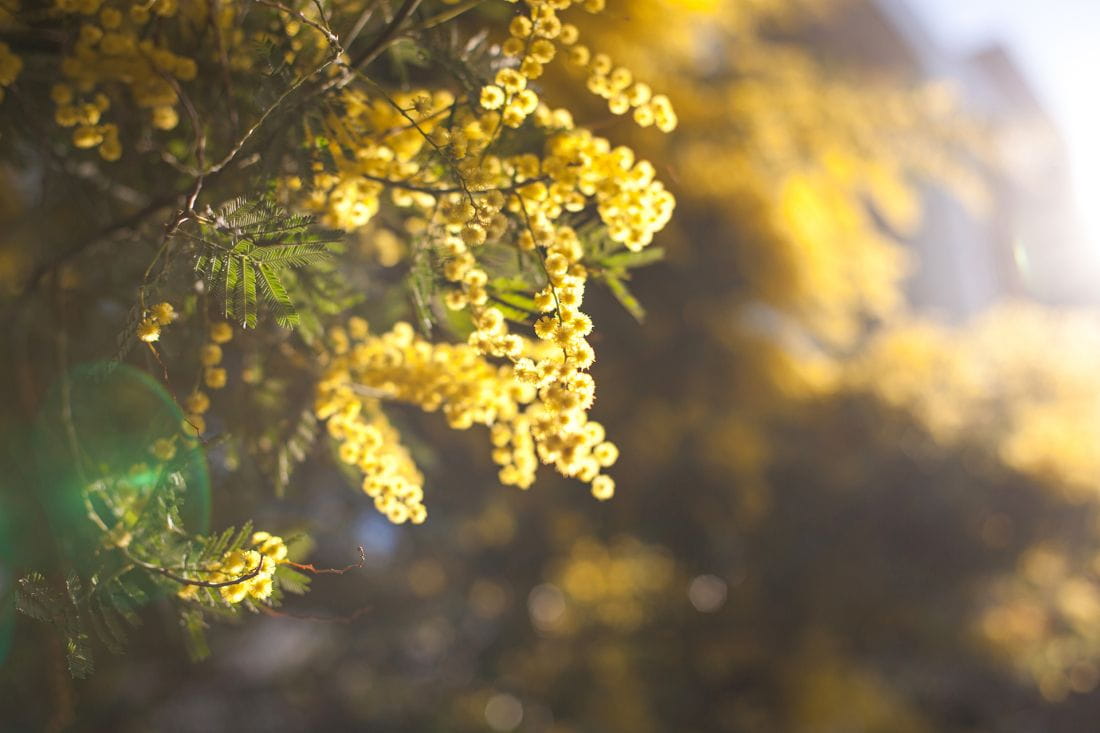 Les mimosas illuminent l’hiver à Saint-Aygulf